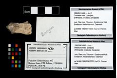Foto (Objekt + Etikett) von Brachyura indet.  (NHMW-GEO-1990-0041-4680)